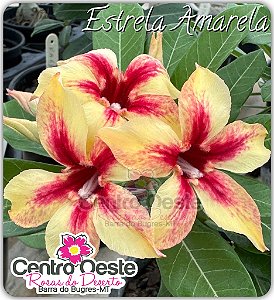 Rosa do Deserto Enxerto - ESTRELA AMARELA - Pote 25