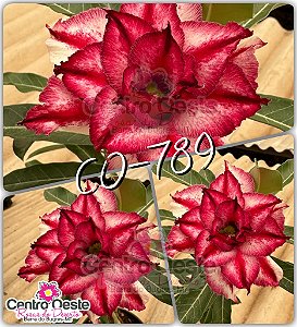 Rosa do Deserto Enxerto - CO-789 - Pote 25