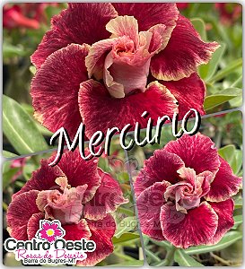 Rosa do Deserto Enxerto - BRD MERCÚRIO - Pote 25
