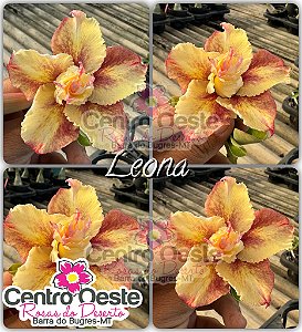 Rosa do Deserto Enxerto - Leona