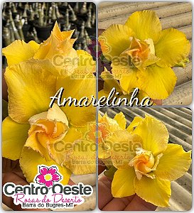 Rosa do Deserto Enxerto - Amarelinha