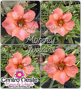 Rosa do Deserto Enxerto - Morena Tropicana