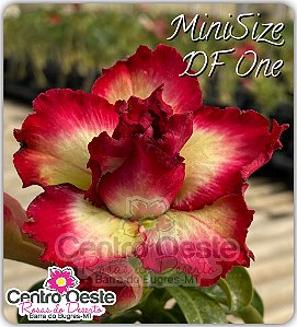 Rosa do Deserto Enxerto - Mini Size DF One - Pote 25