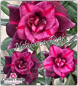 Rosa do Deserto Enxerto - Nebulosa Pink - Pote 25