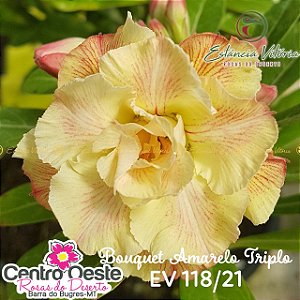 Rosa do Deserto Enxerto - EV-118 - Bouquet