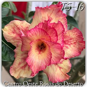 Rosa do Deserto Muda de Enxerto - TS-016 - Flor Dobrada