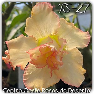 Rosa do Deserto Muda de Enxerto - TS-027 - Flor Dobrada