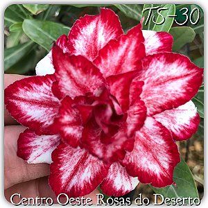 Rosa do Deserto Muda de Enxerto - TS-030 - Flor Tripla