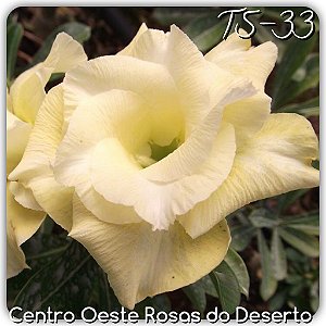 Rosa do Deserto Muda de Enxerto - TS-033 - Flor Dobrada