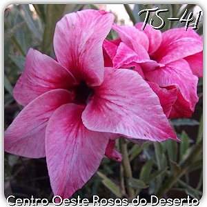 Rosa do Deserto Muda de Enxerto - TS-041 - Flor Dobrada