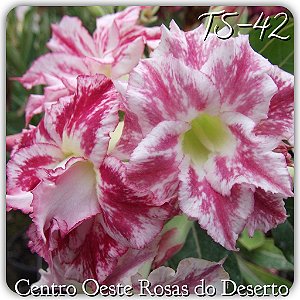 Rosa do Deserto Muda de Enxerto - TS-042 - Flor Dobrada
