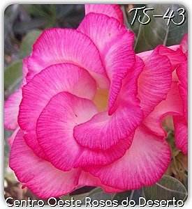 Rosa do Deserto Muda de Enxerto - TS-043 - Flor Dobrada