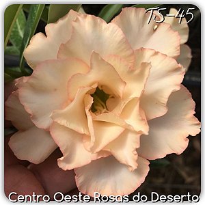 Rosa do Deserto Muda de Enxerto - TS-045 - Flor Tripla