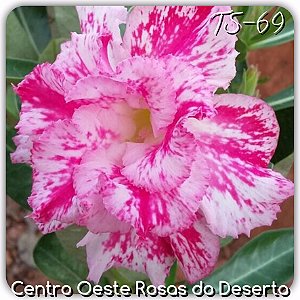 Rosa do Deserto Muda de Enxerto - TS-069 - Flor Dobrada