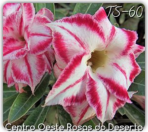 Rosa do Deserto Muda de Enxerto - TS-060 - Flor Dobrada