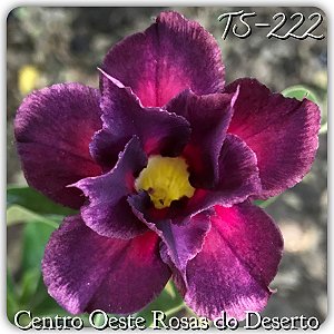 Rosa do Deserto Muda de Enxerto - TS-222 - Flor Dobrada