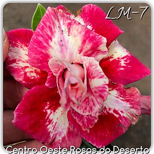 Rosa do Deserto Muda de Enxerto - LM-07 - Flor Dobrada