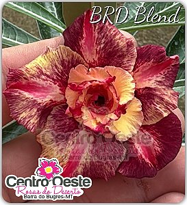 Rosa do Deserto Enxerto - BRD Blend