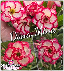 Rosa do Deserto Enxerto - Dona Mina