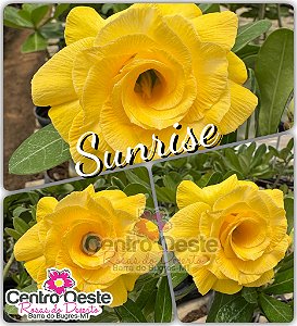 Rosa do Deserto Enxerto - Sunrise