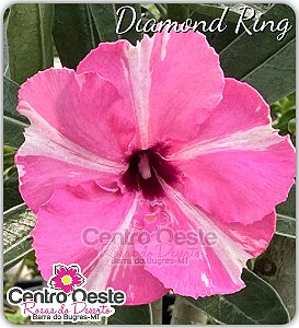 Rosa do Deserto Enxerto - Diamond Ring (Pequena)
