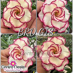 Rosa do Deserto Enxerto - BRD GIS