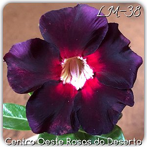 Rosa do Deserto Muda de Enxerto - LM-38 - Flor Simples