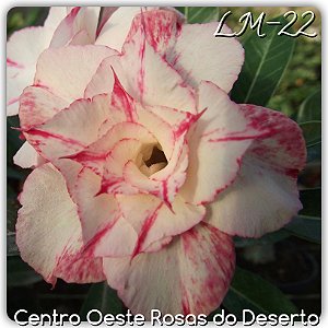 Rosa do Deserto Muda de Enxerto - LM-22 - Flor Tripla
