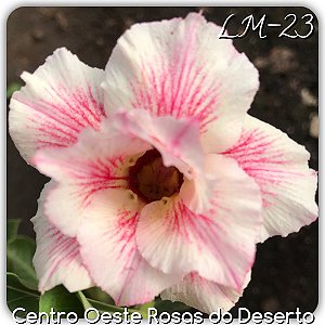 Rosa do Deserto Muda de Enxerto - LM-23 - Flor Dobrada