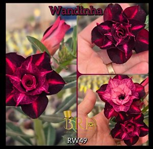 Rosa do Deserto Enxerto - BRD Wandinha