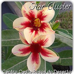 Rosa do Deserto Muda de Enxerto - Star Cluster - Flor Simples