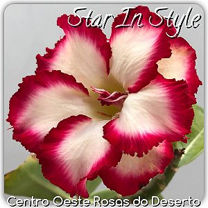 Rosa do Deserto Enxerto - Star in Style