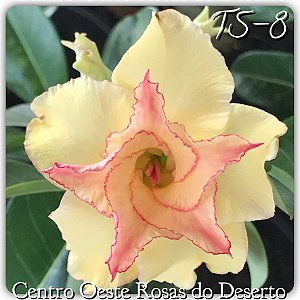 Rosa do Deserto Muda de Enxerto - TS-008 - Flor Dobrada
