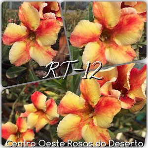 Rosa do Deserto Muda de Enxerto - RT-12 - Flor Simples