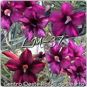 Rosa do Deserto Muda de Enxerto - LM-37 - Flor Simples