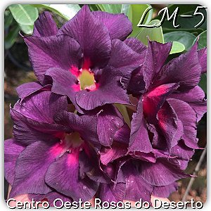Rosa do Deserto Muda de Enxerto - LM-05 - Flor Dobrada