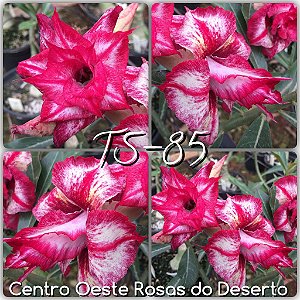 Rosa do Deserto Muda de Enxerto - TS-085 - Flor Tripla