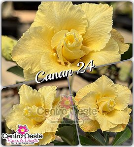 Rosa do Deserto Enxerto - Canan 24