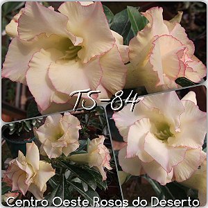 Rosa do Deserto Muda de Enxerto - TS-084 - Flor Dobrada