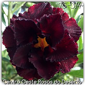 Rosa do Deserto Muda de Enxerto - TS-314 - Flor Dobrada