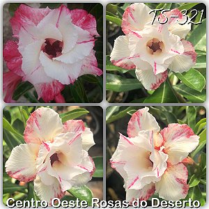 Rosa do Deserto Muda de Enxerto - TS-321 - Flor Dobrada