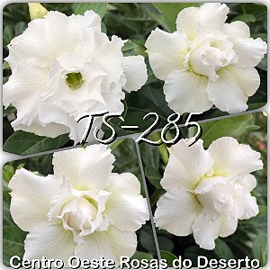 Rosa do Deserto Muda de Enxerto - TS-285 - Flor Tripla