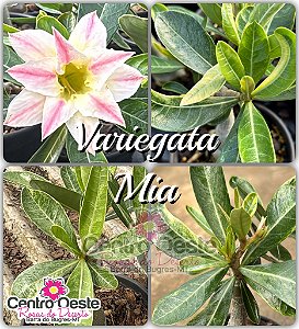 Rosa do Deserto Enxerto - MIA (Pequena)