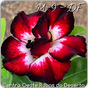 Rosa do Deserto Muda de Enxerto - M-9 DF - Flor Dobrada Branca Matizada - Cuia 21 (com 2 a 3 enxertos)