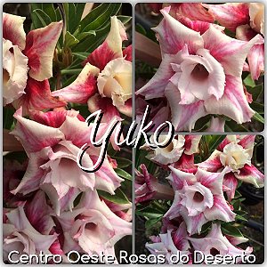 Rosa do Deserto Muda de Enxerto - Yuko