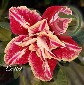 Rosa do Deserto Muda de Enxerto - EV-109 - Flor Dobrada