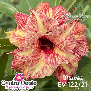 Rosa do Deserto Enxerto - EV-122 - Mistral