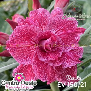 Rosa do Deserto Enxerto - EV-150 - Renda