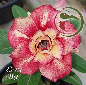 Rosa do Deserto Muda de Enxerto - EV-176 - Mel - Flor Dobrada 