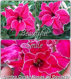 Rosa do Deserto Enxerto - Beautiful Smile